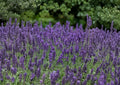 Vera Lavender Seeds - Fragrant English Lavandula Angustifolia Herb Plant for Gardens, Borders, Containers, Dried Arrangements