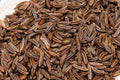 Caraway Seeds Pack 300 Non-GMO Heirloom Aromatic Herb Carum carvi Culinary Spice Seeds
