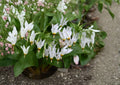 Midland Shooting Star Seeds – Native Pink Wildflower for Woodland Gardens – Dodecatheon meadia, Pollinator-Friendly Perennial