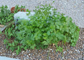 Cilantro Seeds, Slow-Bolt Coriander, Aromatic Herb, Culinary Use, 100 Seeds