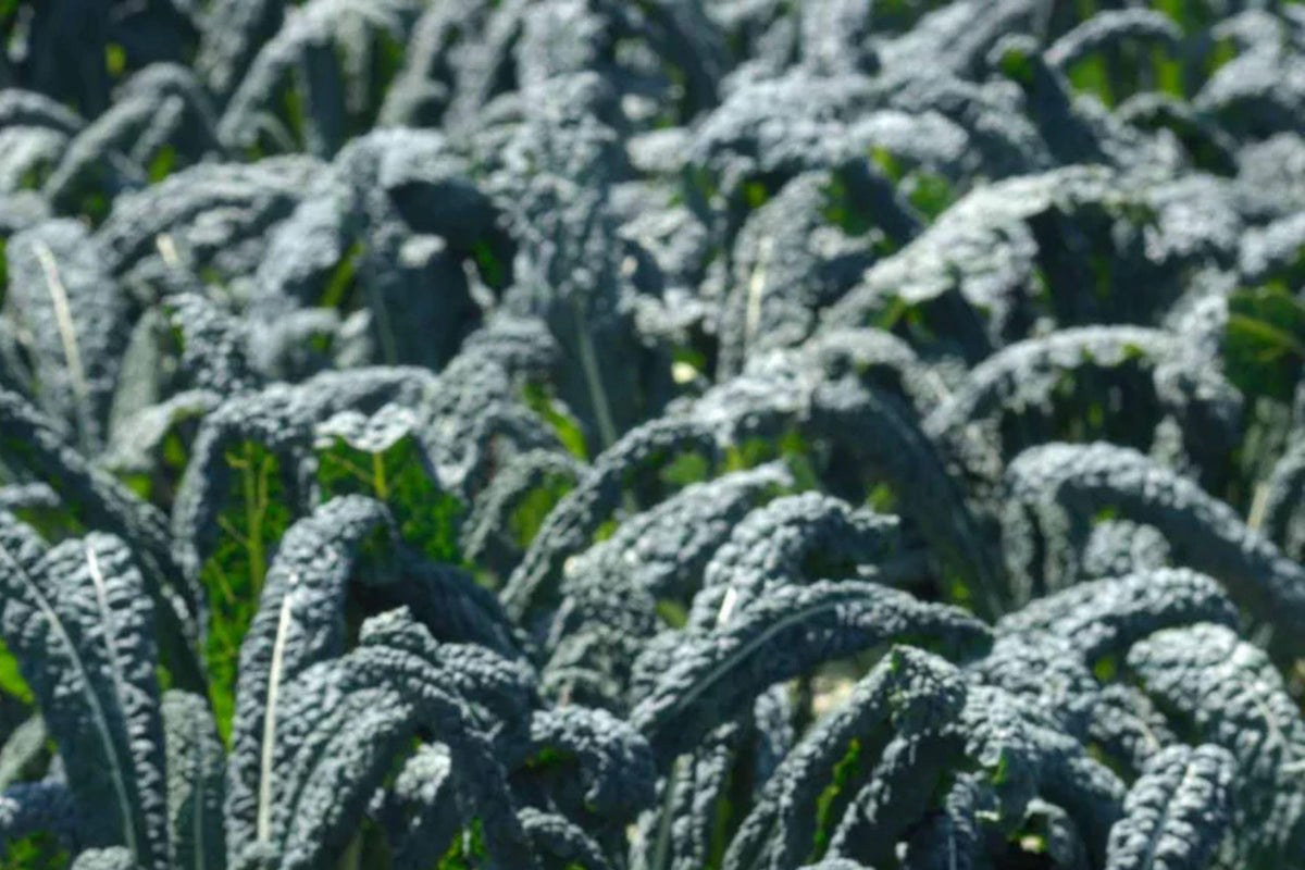 Lacinato Kale Seeds 500 Pack Black Tuscan Heirloom Cavolo Nero Non-GMO Cold-Hardy Vegetables