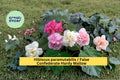 False Confederate Rose Seeds, Hibiscus paramutabilis, Hardy Flowering Shrub, Large Pink Blooms, Garden Landscape Plant, 10 Pack