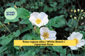 White Beach Rose Seeds Rosa rugosa alba – Hardy Fragrant Flowering Shrub for Garden Borders & Landscape