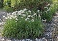 Garlic Chives Herb Seeds 100 Pack Allium tuberosum Perennial Culinary Garden Plant for Cooking & Ornamental Use