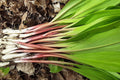 Wild Leek Ramp Seeds - Heirloom Native Woodland Perennial Edible Herb - Allium tricoccum