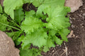 Southern Giant Curled Mustard Seeds – Heirloom, Non-GMO, Cold Hardy Leafy Green, Frilled Leaves, Peppery Flavor