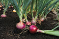 Red Burgundy Onion Seeds - Heirloom, Non-GMO, Short Day Variety for Southern Gardens, Deep Red Bulbs, Mild Flavor