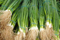 Tokyo Long Bunching Onion Seeds - Heirloom Non-GMO, Mild Flavor, Garden Planting, Japanese Bunching Onion, Allium fistulosum