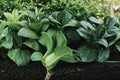 Dwarf Pak Choi Seeds, Compact Baby Bok Choy, Heirloom Non-GMO, Asian Cabbage for Spring & Fall Gardens
