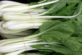 Pak Choi White Stem Seeds – Heirloom Non-GMO Asian Cabbage for Crisp Stalks, Tender Leaves, Fast Growing, Cool Season Vegetable
