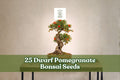 Dwarf Pomegranate Bonsai Seeds – 25 Pack – Ornamental Fruit – Punica granatum – Ideal for Bonsai & Container Gardening