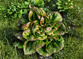 Bronze Mignonette Lettuce Seeds – Heirloom Red Bibb Butterhead, Compact Garden Vegetable, Tender Green Leaves, Cool-Season Salad Crop