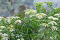 American Elderberry Seeds – Native Shrub for Edible Garden, Wildlife, White Flowers, Dark Berries – Sambucus canadensis, 50 Pack