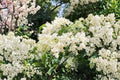 Japanese Tree Lilac Seeds – Fragrant Creamy White Blooms, 10 Pack – Syringa amurensis japonica, Ornamental Flowering Tree for Gardens