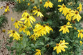 Rudbeckia Laciniata Seeds – Wild Golden Glow Coneflower for Pollinator Gardens – Native Perennial Flower, 50 Seeds