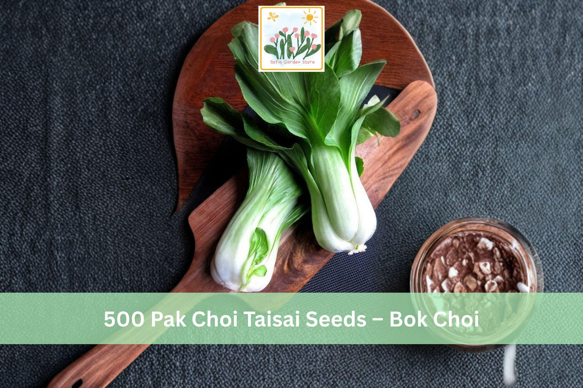 500 Pak Choi Taisai Seeds Bok Choi Asian Greens