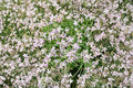 Evening Scented Stock Seeds – Fragrant Night Blooming Flowers for Cottage Gardens – Matthiola longipetala, 100 Seeds
