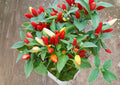 Chile Piquin Hot Pepper Seeds – 25 Heirloom Small Fiery Chili Seeds for Salsas, Sauces & Drying