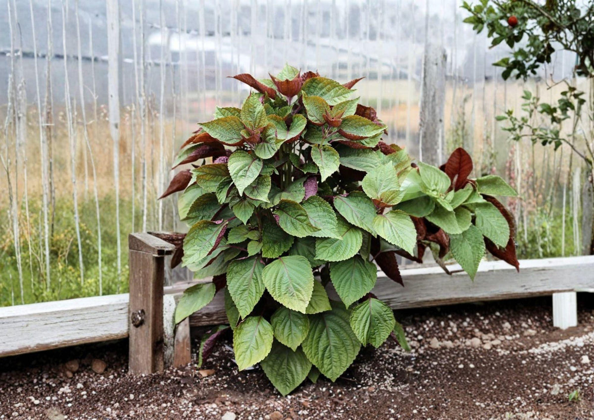 Red Perilla Shiso Seeds – 500 Heirloom Korean Herb Seeds for Asian Culinary Garden, Jeok Ssam Ip, Aromatic Red Leaf, Container Friendly