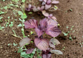 Red Aka Shiso Perilla Seeds – Heirloom Asian Culinary Herb for Sushi, Salads & Pickling, Vibrant Purple-Red Foliage, 100 Seeds