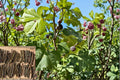 Chicago Hardy Fig Cutting 6 Inch Ficus carica Cold Hardy Fig Tree Propagation for Backyard Garden