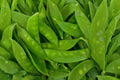 Snow Dwarf Sugar Grey Pea Seeds – Heirloom Edible Pod Garden Variety, Compact Dwarf Plant, Cool Season, 50 Seeds