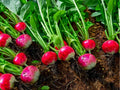 Cherry Belle Radish Seeds – 100 Non-GMO Round Red Garden Radish Seeds for Salads and Garnish