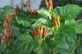 Thai Garden Bird Hot Pepper Seeds – 25 Heirloom Chili Seeds for Spicy Thai Cuisine, Bird’s Eye Chili, Compact, Red, Heirloom, Organic
