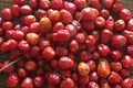 Chiltepin Hot Pepper Seeds – 25 Heirloom Wild Chili Seeds for Fiery Red Peppers, Organic, Compact, Open Pollinated