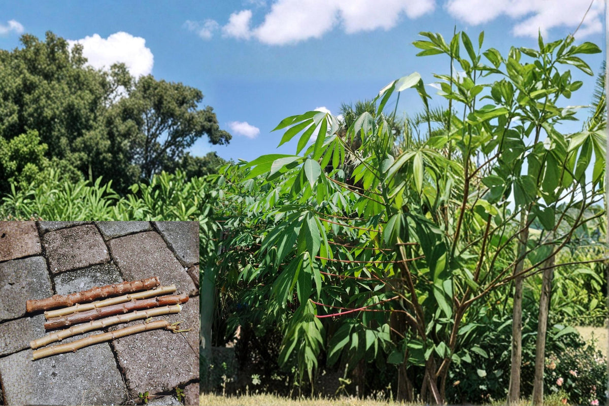 Red Cassava Cuttings 15 pcs 5-8” Manihot esculenta Yuca Propagation Tropical Perennial Plant
