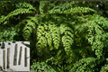 Organic Moringa oleifera Cuttings – 8-10 Inch Drumstick Tree Propagation Material