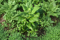 New Zealand Spinach Seeds, Heirloom Summer Vegetable, Fast-Growing Green Leaf, Tetragonia tetragonioides, 100 Seeds