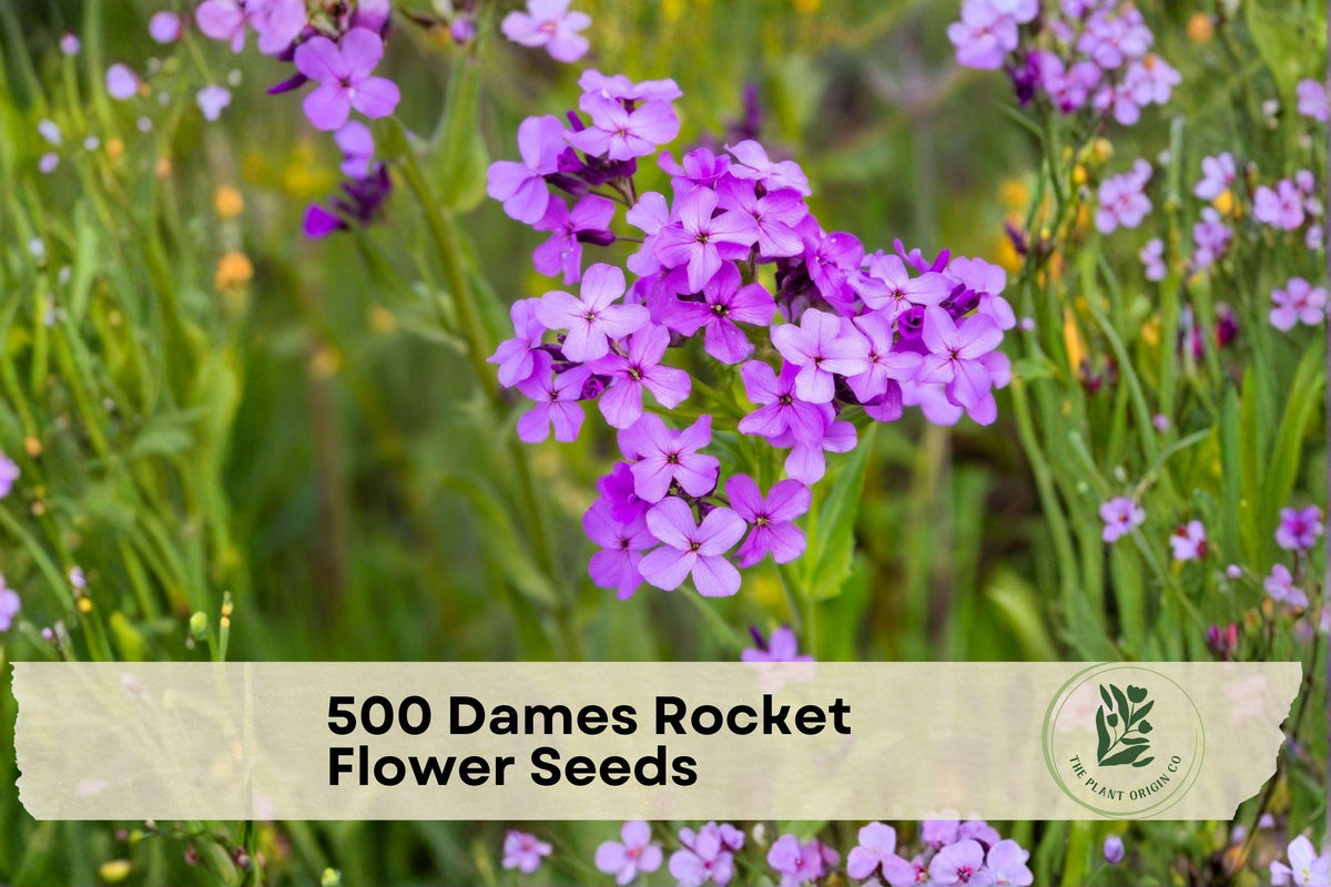 500 Dame’s Rocket Flower Seeds - Hesperis matronalis, Fragrant Spring Blooms, Purple, Lavender & White, Flowering Biennial Plant