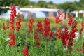 Cardinal Flower Seeds - 300 Native Perennial Wildflower for Hummingbird Gardens - Lobelia cardinalis, Red Flower Spike