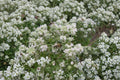 Hairy Mountain Mint Seeds – Native Perennial Herb for Pollinator Gardens, Aromatic Pycnanthemum pilosum, 1000+ Non-GMO Seeds