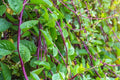 Malabar Spinach Red Stem Seeds, Heirloom Climbing Vegetable, Tropical Vine for Summer Gardens, Edible Green Leaves, 50 Seeds