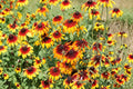 Gloriosa Daisy Seeds, 1000+ Butterfly-Friendly Wildflower Seeds, Rudbeckia hirta, Bright Yellow Flowers for Pollinator Gardens