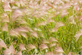 Foxtail Barley Seeds - Ornamental Grass for Prairie Gardens, Dried Arrangements, Hordeum jubatum, Pink Purple Seed Heads, 25 Pack