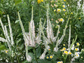 2500 Seeds Culver's Root Veronicaastrum virginicum Native Wildflower Heirloom