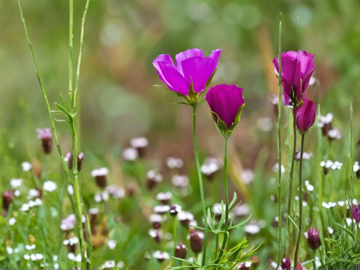 15 Seeds Purple Poppy Mallow Native Wildflower Groundcover Heirloom Garden Flower