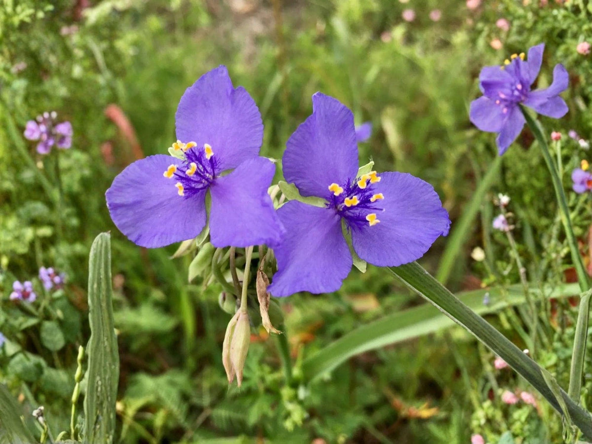 100 Seeds Spiderwort Tradescantia occidentalis Native Wildflower Heirloom Garden