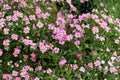 Gypsophila Repens Rose Seeds – 100 Pink Creeping Baby’s Breath Flower Seeds for Garden, Groundcover, Rock Gardens, Borders