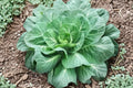 Georgia Collard Greens Seeds – 400+ Heirloom Brassica Oleracea for Spring & Fall Gardens, Nutritious Leafy Vegetables