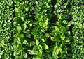 Viroflay Spinach Seeds – Heirloom Leafy Greens for Spring & Fall Gardens – Fast-Growing French Spinach (Spinacia oleracea)