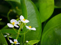 Common Arrowhead Seeds – Heirloom Non-GMO Aquatic Plant for Ponds & Wetlands – Sagittaria latifolia Native Water Garden Plant