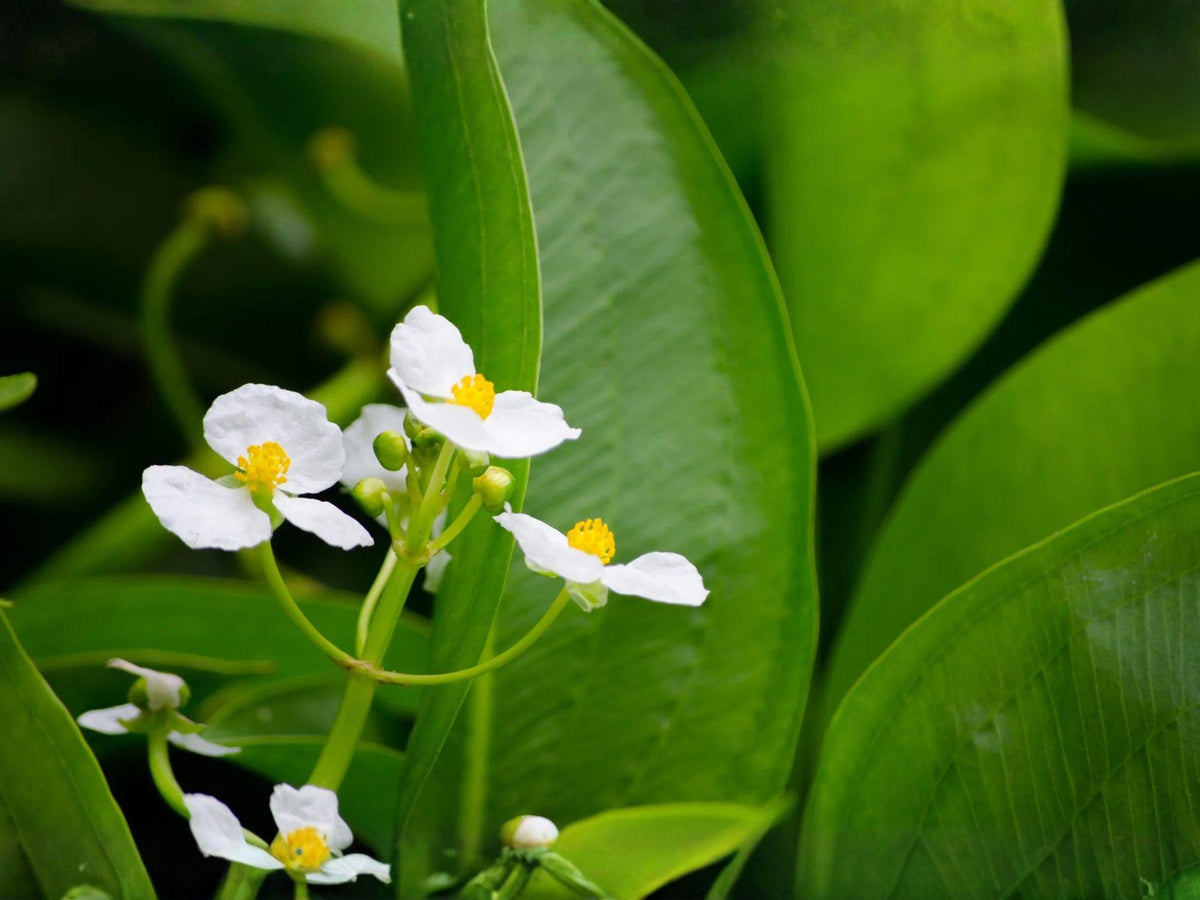 500 Common Arrowhead Seeds Heirloom Native Aquatic Pond Plant