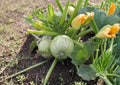 Round Zucchini Seeds – Heirloom Green Ball Squash for Home Gardens, 10 Premium Tender Summer Squash Plants