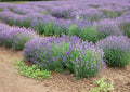 Lavandula Angustifolia Munstead Lavender Seeds – Fragrant Perennial Herb for Gardens, Pollinators, and Dry Landscapes