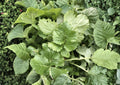 Seven Top Turnip Seeds – 500 Heirloom Leafy Greens for Spring & Fall Gardens, Nutritious Greens, Cool Season Crop, Garden & Container Friendly