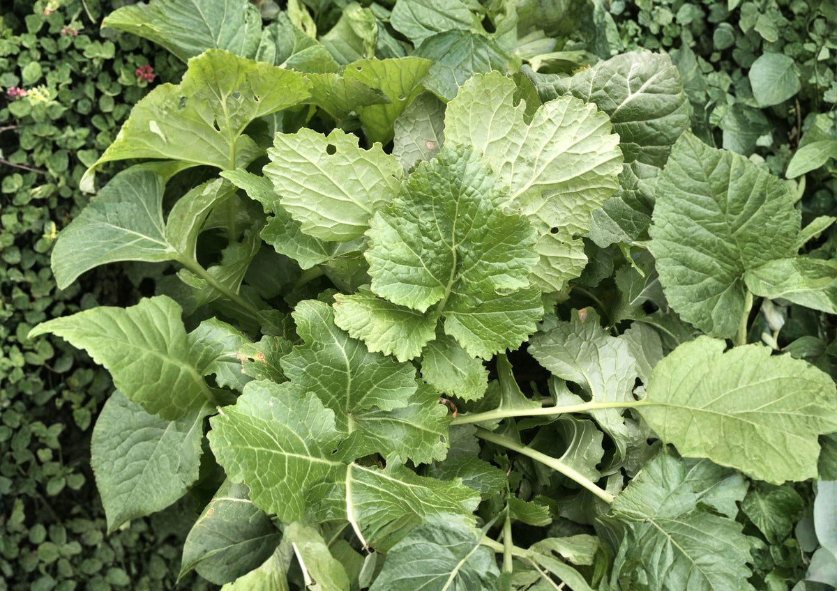 Seven Top Turnip Seeds – 500 Heirloom Leafy Greens for Spring & Fall Gardens, Nutritious Greens, Cool Season Crop, Garden & Container Friendly